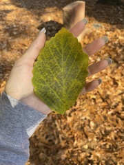 Hamamelis virginiana