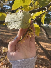 Hamamelis virginiana