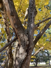 Hamamelis virginiana