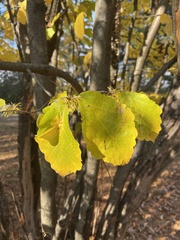 Hamamelis virginiana