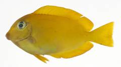 Marquesan Surgeonfish photo 1
