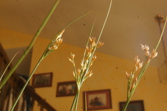 Juncus dichotomus