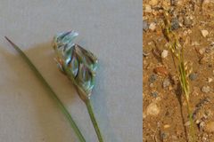 Juncus dichotomus