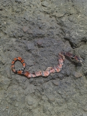 Micrurus dumerilii carinicauda