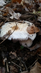 Leucopaxillus laterarius