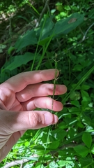 Oryzopsis asperifolia