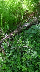 Oryzopsis asperifolia