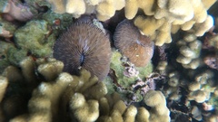 Lobactis scutaria
