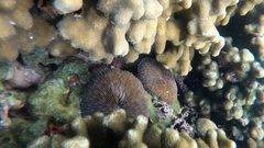 Lobactis scutaria