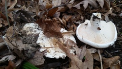 Leucopaxillus laterarius