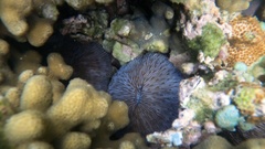 Lobactis scutaria