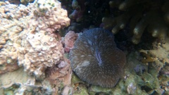Lobactis scutaria