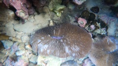 Lobactis scutaria