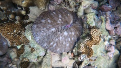 Lobactis scutaria
