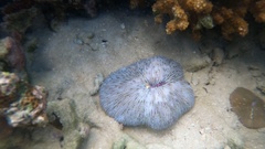 Lobactis scutaria