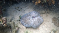 Lobactis scutaria