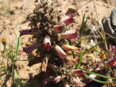 Aphyllon corymbosum mutabile