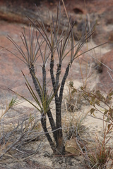 Xerophyta dasylirioides