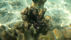 Dendrochirus barberi