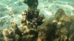 Dendrochirus barberi