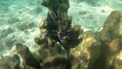 Dendrochirus barberi