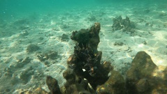 Dendrochirus barberi