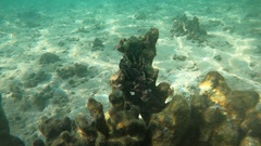 Dendrochirus barberi