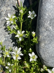 Arenaria serpens