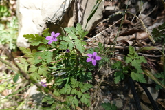 Campanula lusitanica