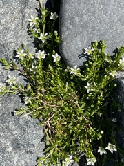 Arenaria serpens