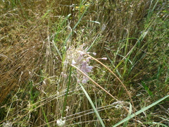 Allium podolicum