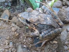 Eleutherodactylus inoptatus