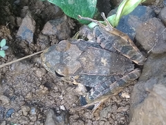 Eleutherodactylus inoptatus