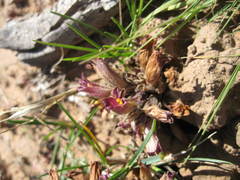 Aphyllon corymbosum mutabile