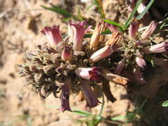 Aphyllon corymbosum mutabile