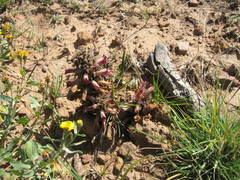 Aphyllon corymbosum mutabile