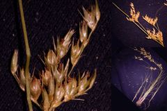 Juncus dichotomus
