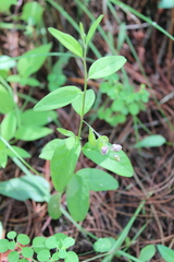Hebecarpa americana