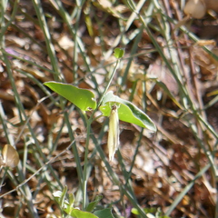 Abaeis mexicana