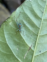 Rhicnogryllus lepidus