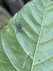 Rhicnogryllus lepidus