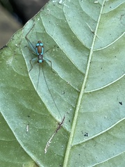 Rhicnogryllus lepidus