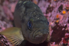 Sebastes serranoides
