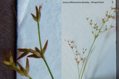 Juncus diffusissimus