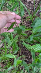 Dichanthelium commutatum commutatum