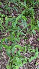 Dichanthelium commutatum commutatum