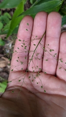 Dichanthelium commutatum commutatum