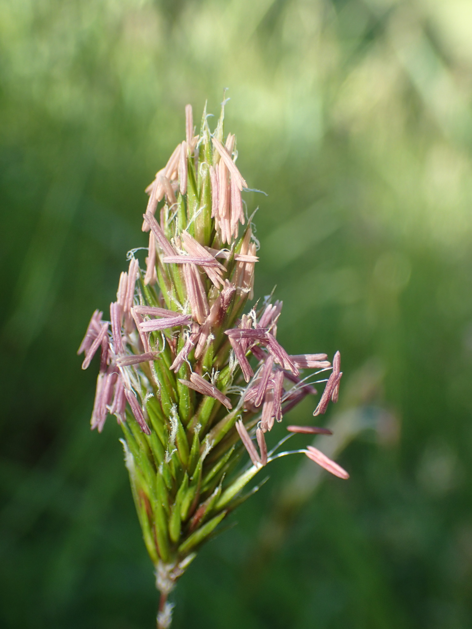 Anthoxanthum