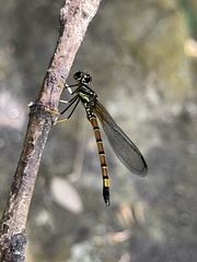 Platycypha auripes