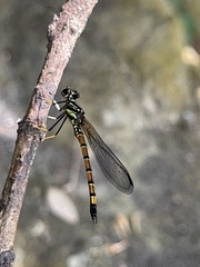 Platycypha auripes